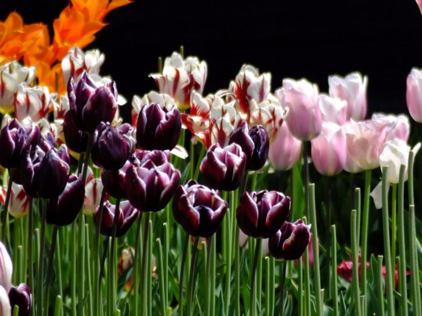  - 2017_04_Aprilie II