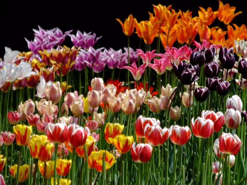  - 2017_04_Aprilie II