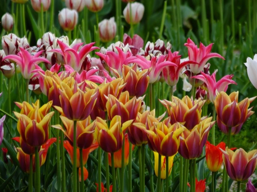  - 2017_04_Aprilie II