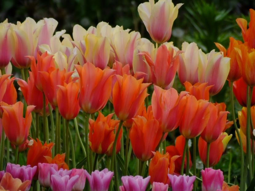  - 2017_04_Aprilie II