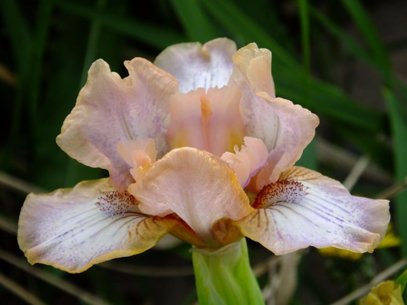  - 2017_04_Aprilie II