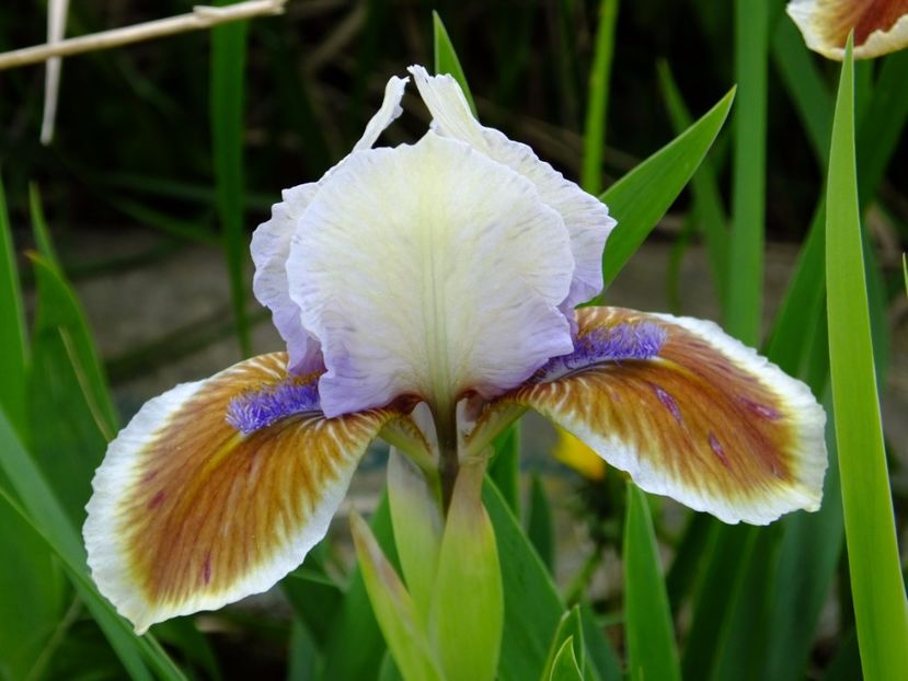  - 2017_04_Aprilie II