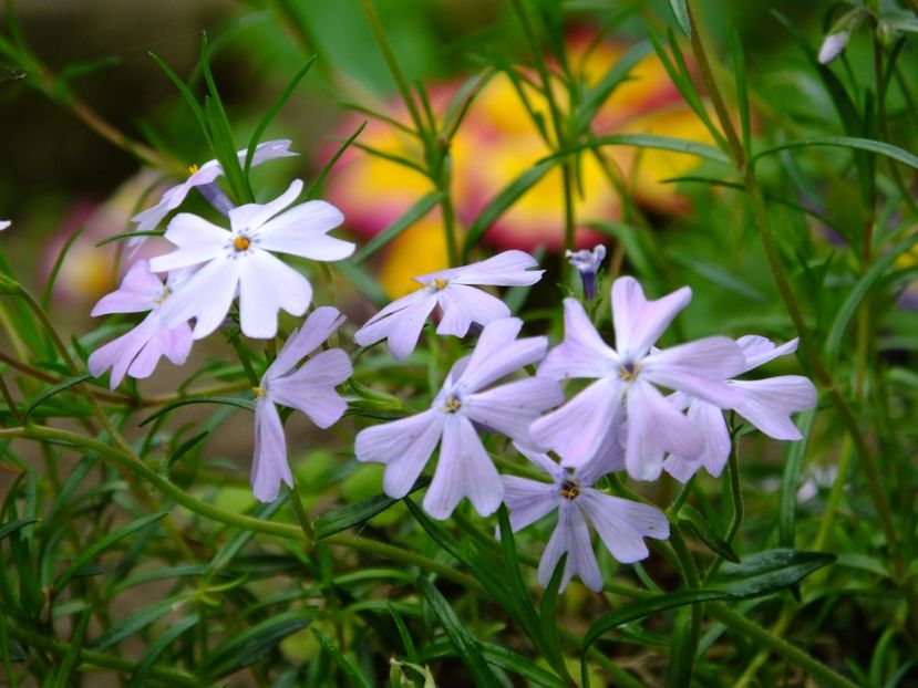  - 2017_04_Aprilie II