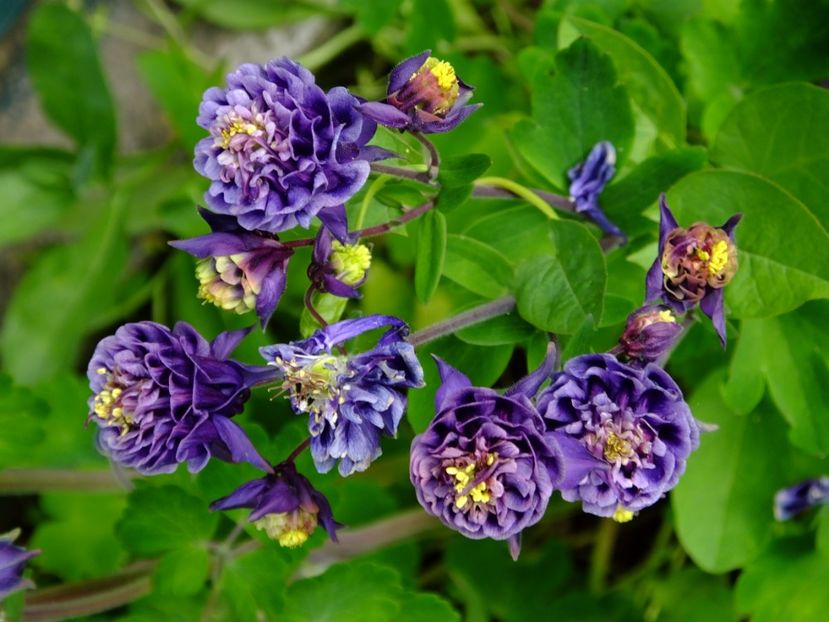  - 2017_04_Aprilie II