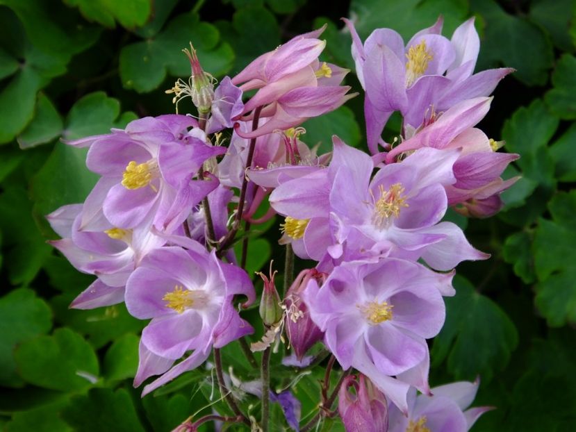  - 2017_04_Aprilie II