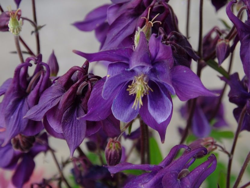  - 2017_04_Aprilie II