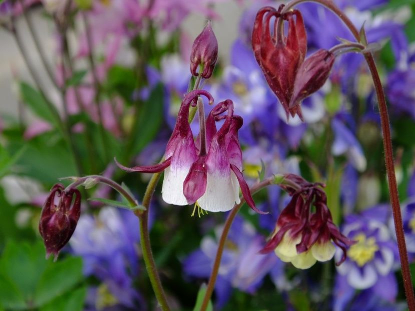  - 2017_04_Aprilie II