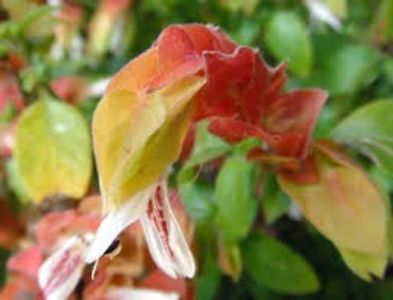 beloperone guttata - SPECIA Beloperone guttata