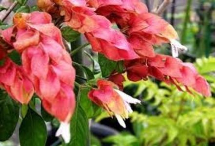 beloperone guttata - SPECIA Beloperone guttata