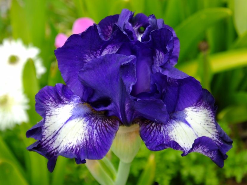  - 2017_04_Aprilie II