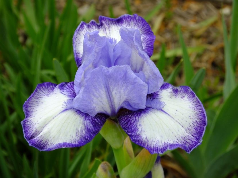  - 2017_04_Aprilie II