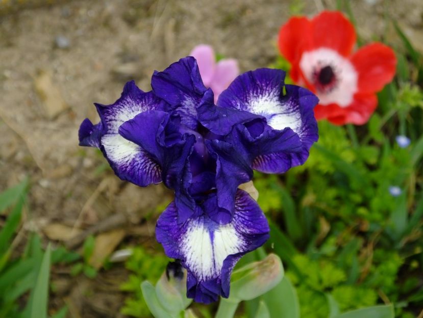  - 2017_04_Aprilie II