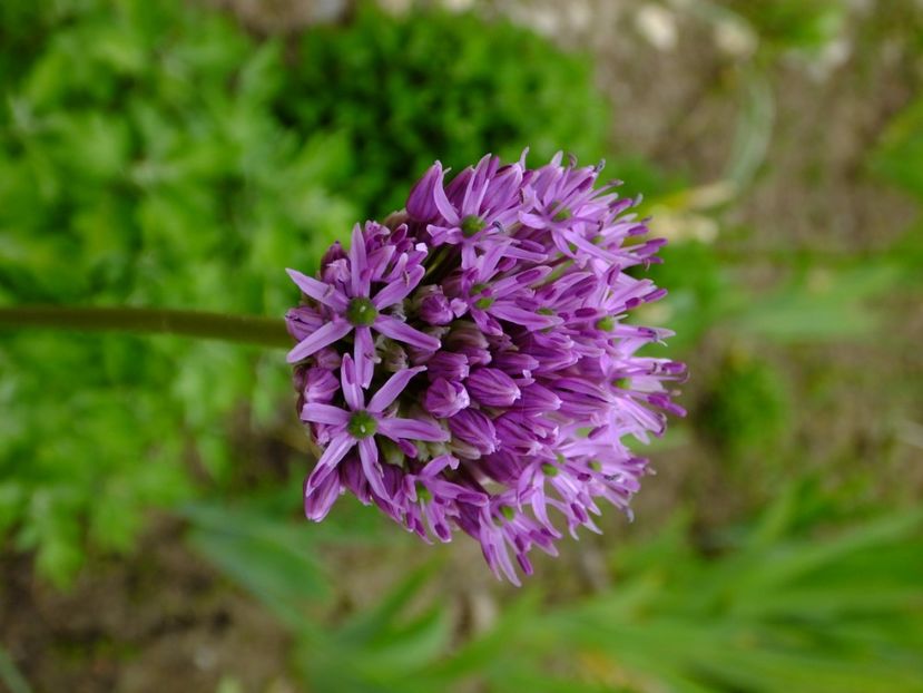  - 2017_04_Aprilie II