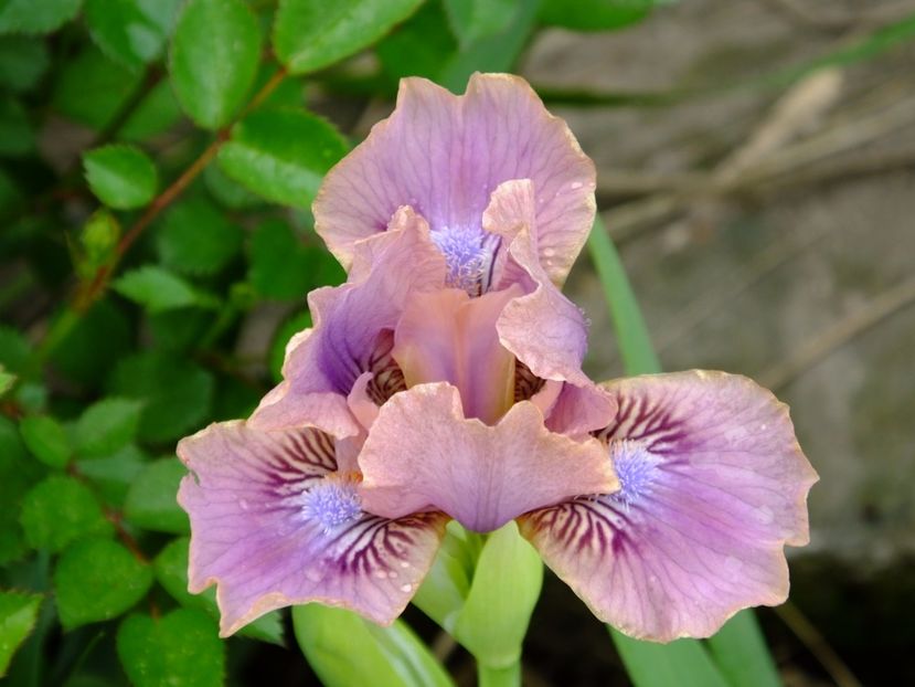  - 2017_04_Aprilie II