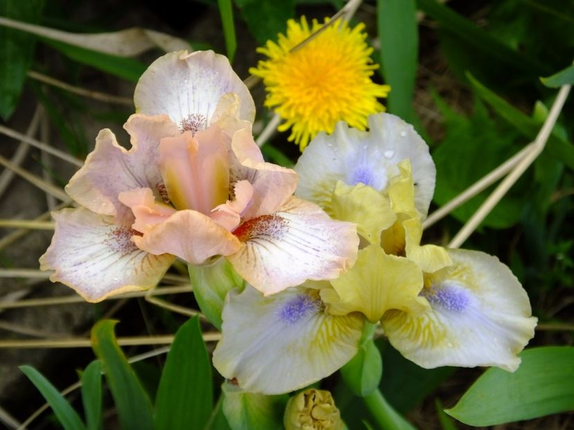  - 2017_04_Aprilie II