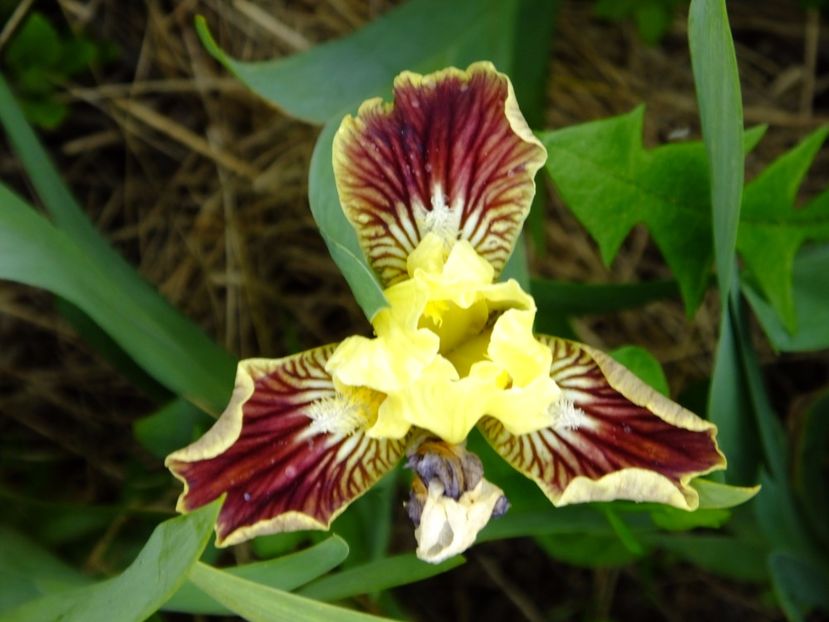  - 2017_04_Aprilie II