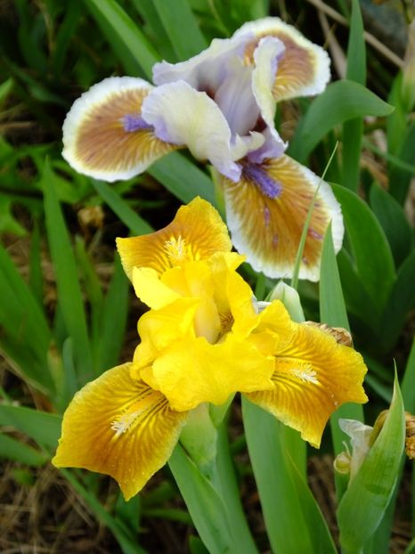  - 2017_04_Aprilie II