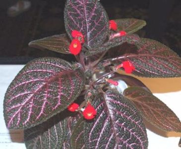 episcia kee wee - episcia KEE WEE