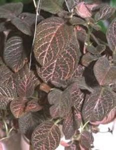 episcia kee wee - episcia KEE WEE