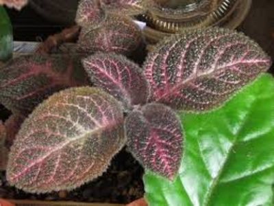 episcia kee wee - episcia KEE WEE