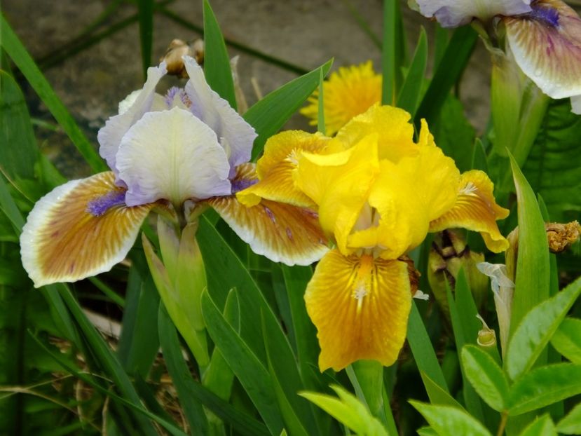  - 2017_04_Aprilie II