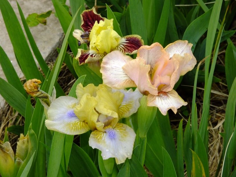  - 2017_04_Aprilie II