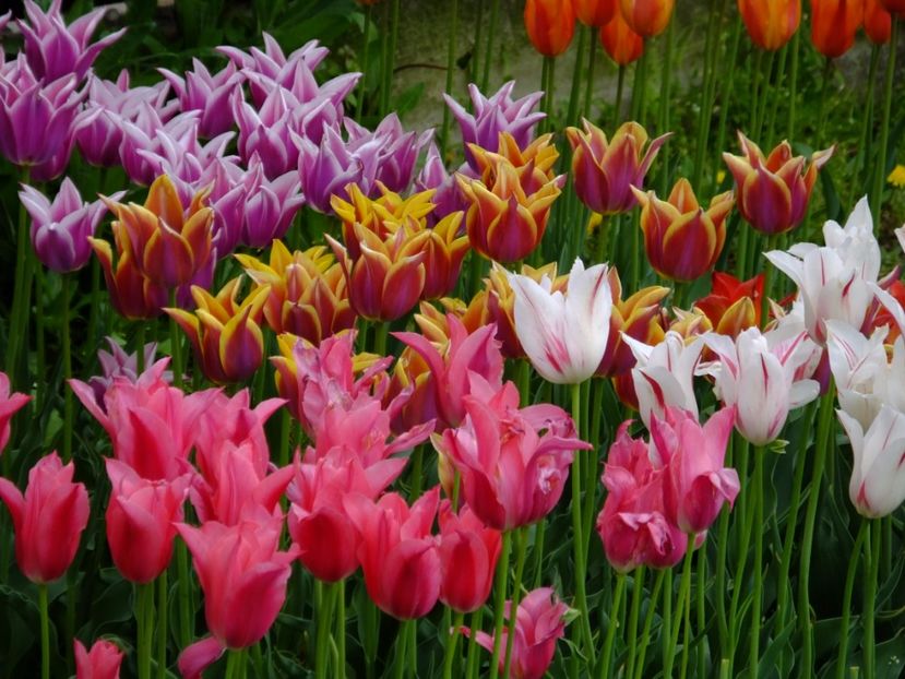  - 2017_04_Aprilie II