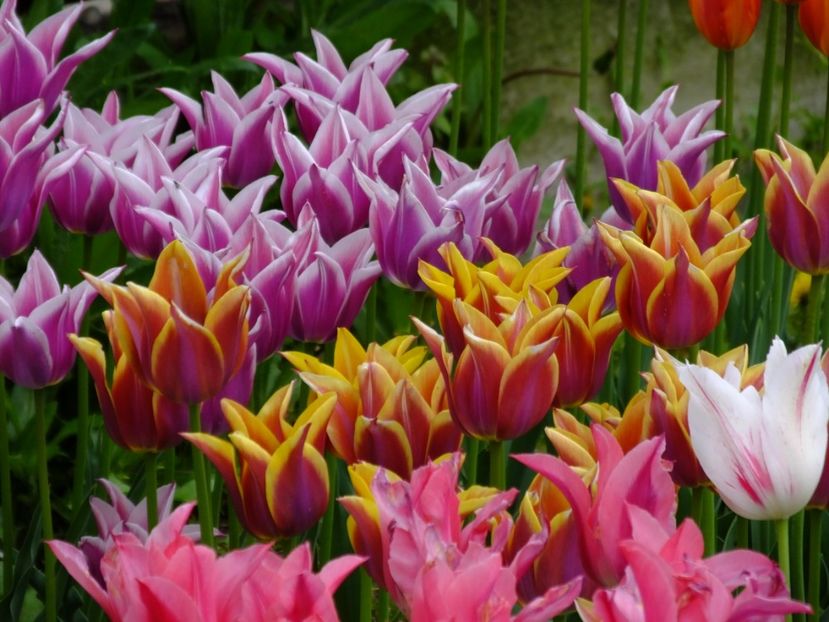  - 2017_04_Aprilie II