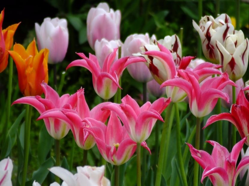  - 2017_04_Aprilie II