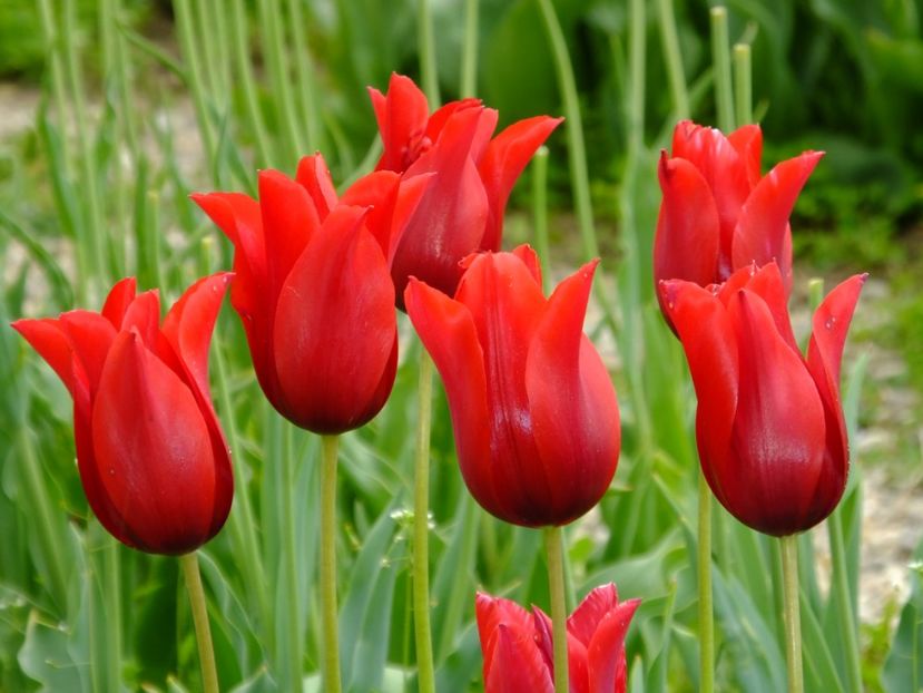  - 2017_04_Aprilie II