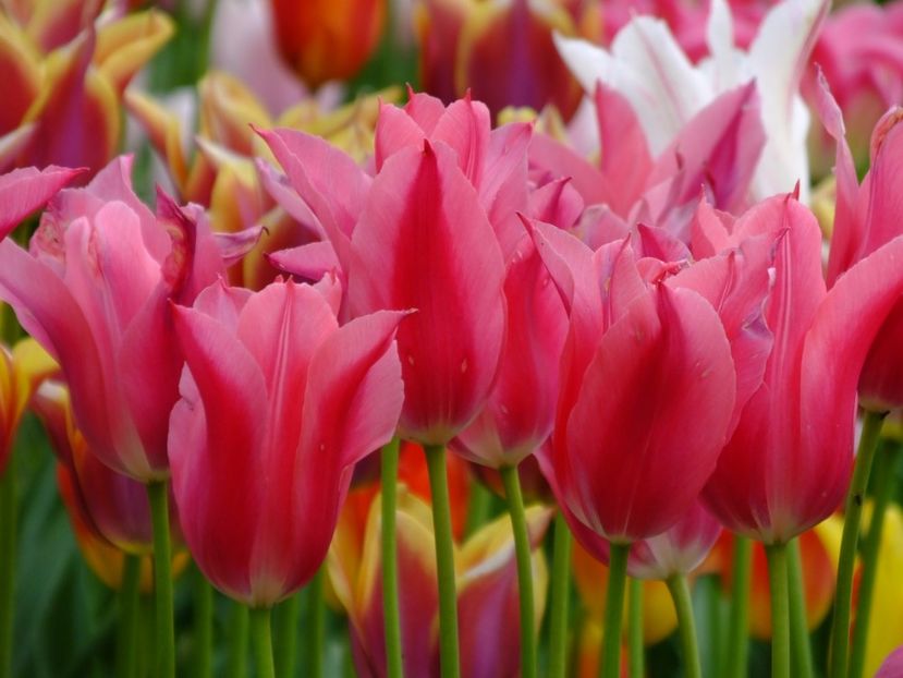  - 2017_04_Aprilie II