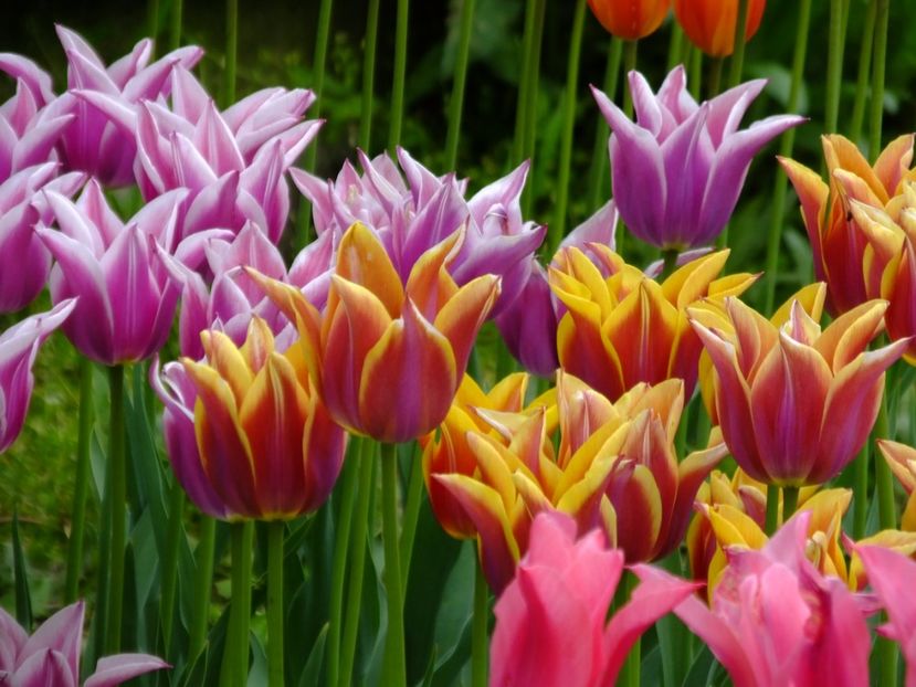  - 2017_04_Aprilie II