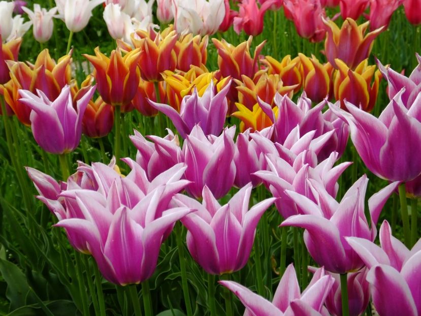  - 2017_04_Aprilie II