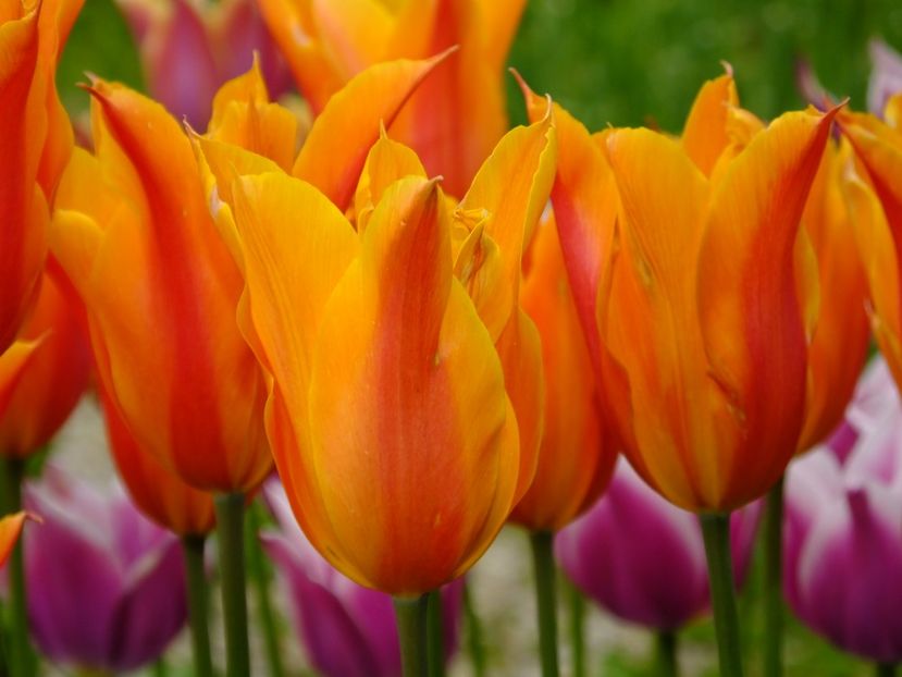  - 2017_04_Aprilie II