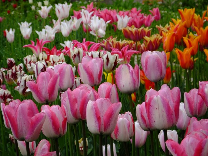  - 2017_04_Aprilie II