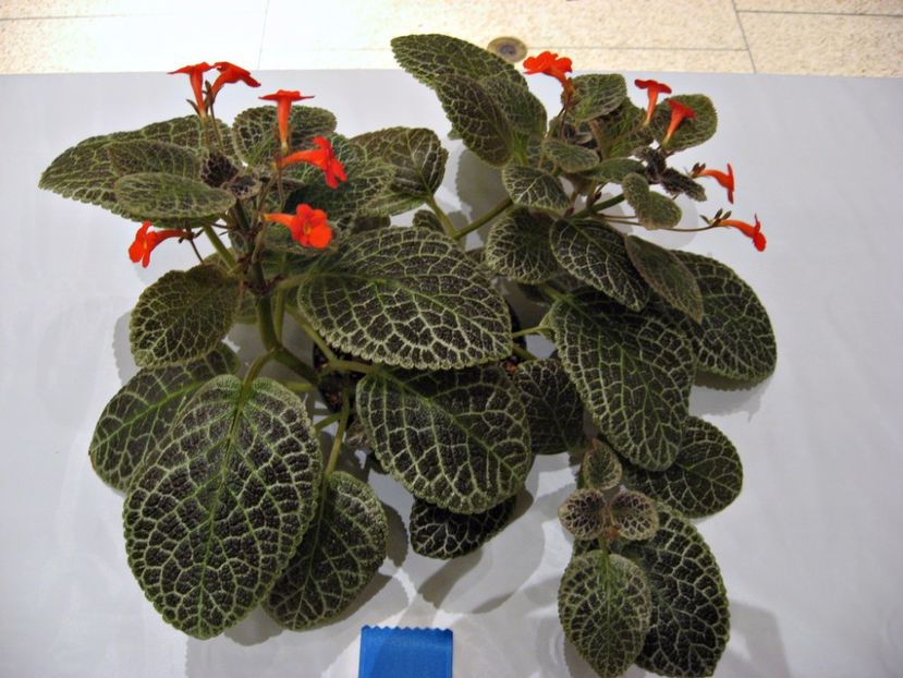 episcia tiger stripe - episcia tiger stripe