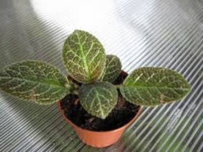 episcia tiger stripe - episcia tiger stripe