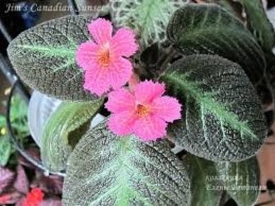 episcia jim's canadian sunset - episcia jims canadian sunset