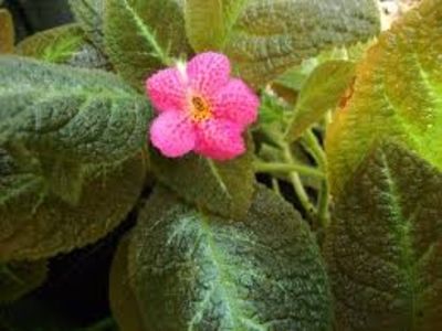 episcia jim's canadian sunset - episcia jims canadian sunset