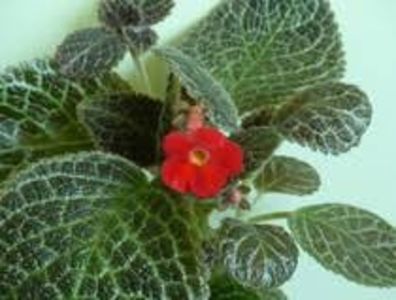 episcia jim's red wine - episcia jims red wine