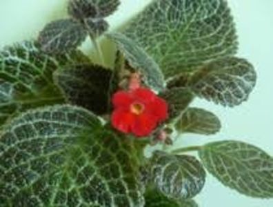 episcia jim's red wine - GENUL Episcia