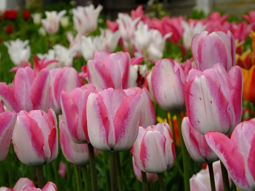  - 2017_04_Aprilie II