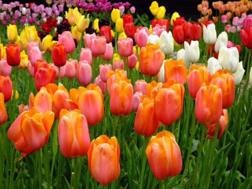  - 2017_04_Aprilie II