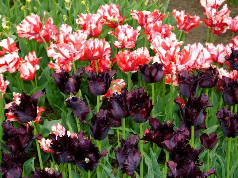  - 2017_04_Aprilie II