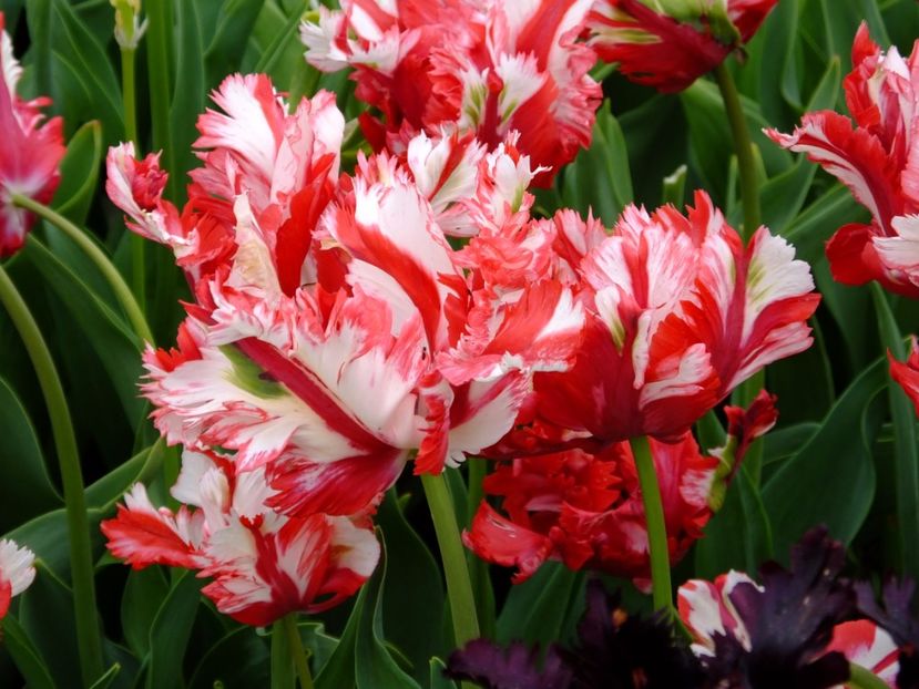  - 2017_04_Aprilie II