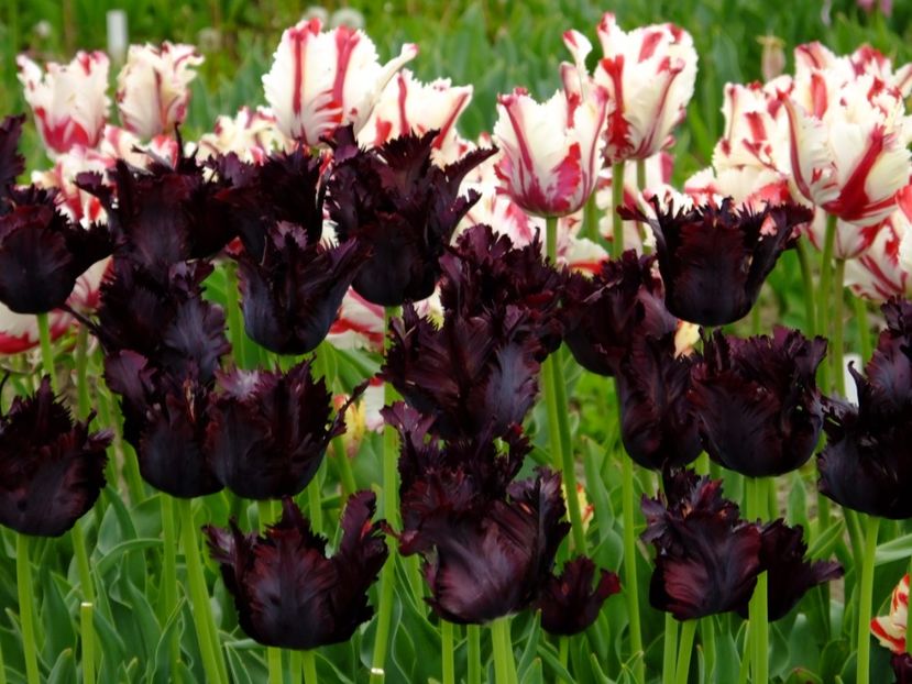  - 2017_04_Aprilie II