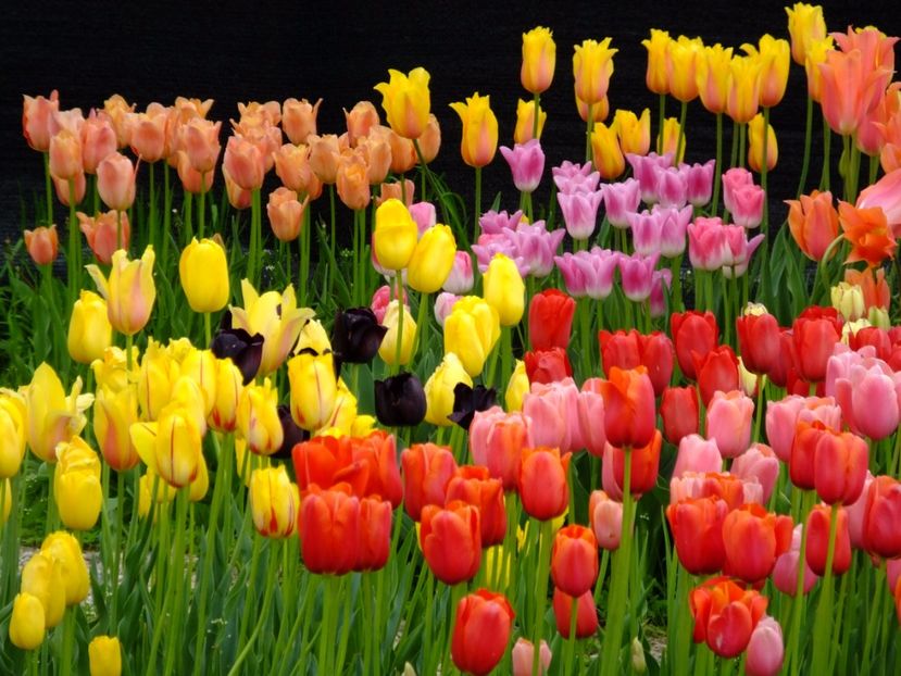  - 2017_04_Aprilie II