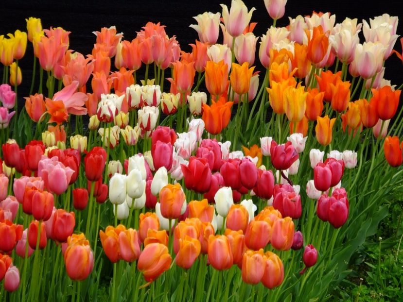  - 2017_04_Aprilie II