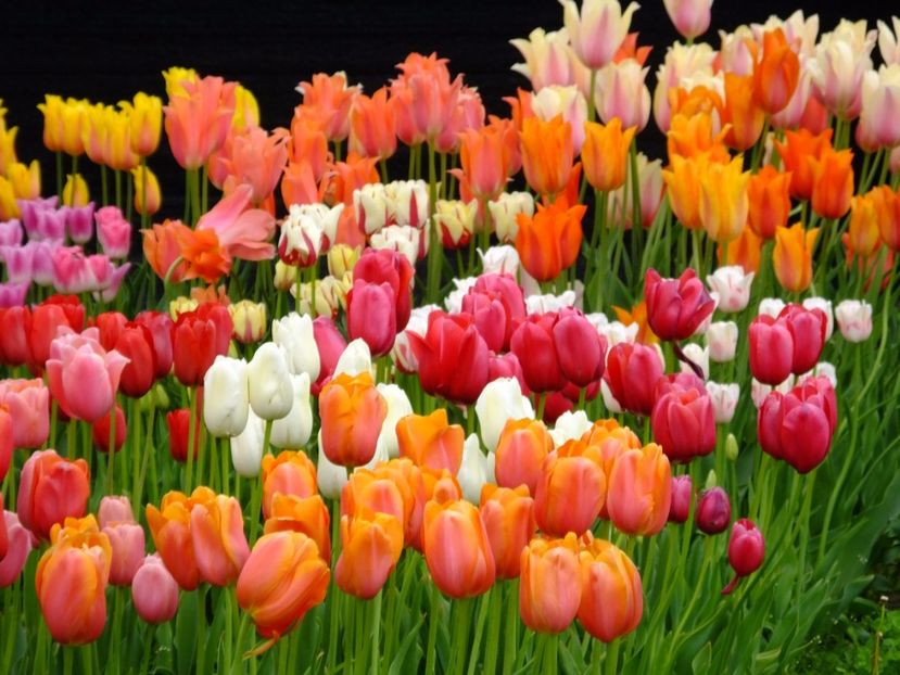  - 2017_04_Aprilie II