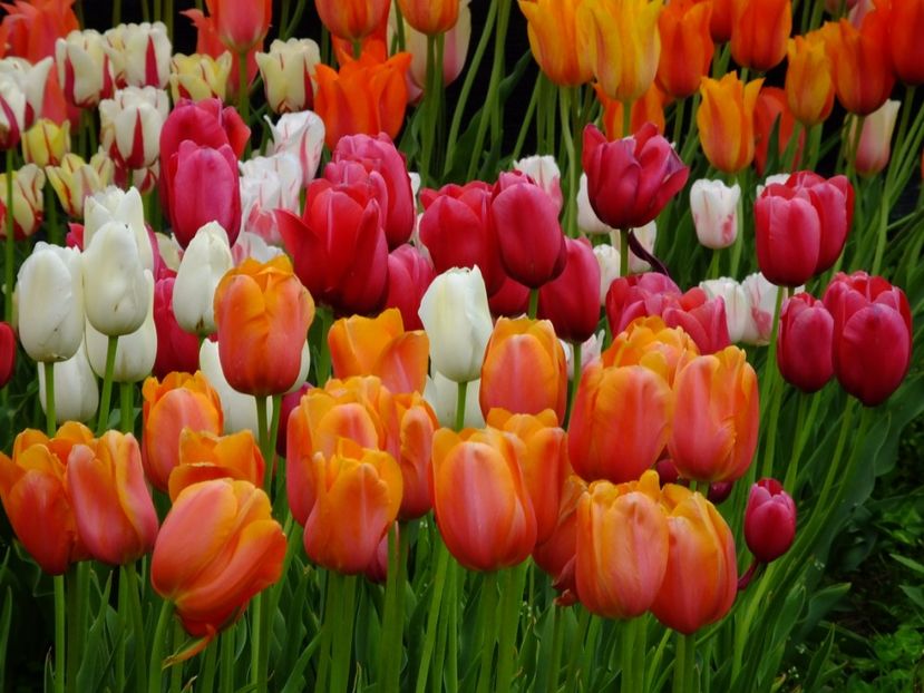  - 2017_04_Aprilie II